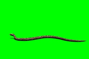 蛇 4绿屏素材 绿幕抠像素