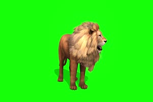狮子1 动物绿屏 绿幕视频 抠像素材下载手机特效图片