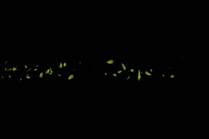 飘荡的绿叶 树叶花 黑幕背景抠像视频 广场舞 跳手机特效图片
