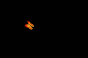 一只火红色停在花上飞走的蝴蝶 蝴蝶 抠像素材手机特效图片