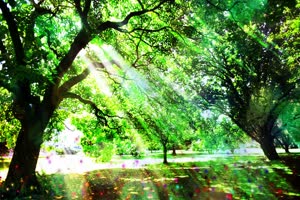 阳光树林 高清背景素材MP4 在线下载手机特效图片