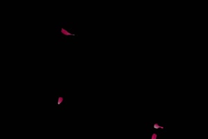 漂浮的粉色花瓣 树叶花 黑幕背景抠像视频 广场手机特效图片