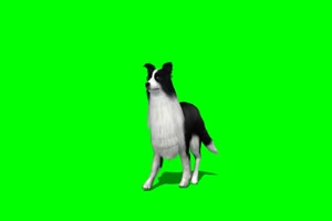 牧羊犬 狗 2绿屏素材 绿幕抠像素材手机特效图片