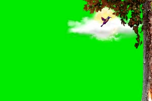 小鸟 蓝天 风景背景视频 绿幕视频素材手机特效图片