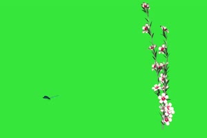 蝴蝶 绿幕视频素材 特效抠像 绿布视频手机特效图片