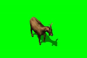 山羊 5 绿背景 绿屏抠像素材 巧影特效素材手机特效图片