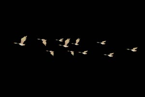 免费一群静飞的大雁 抠像视频 剪映特效素材 黑手机特效图片
