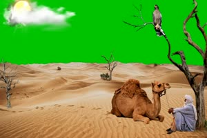 沙漠骆驼 唯美风景 绿幕抠像视频素材手机特效图片