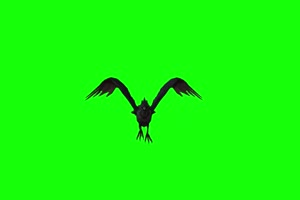 乌鸦麻雀飞鸟前面 绿幕视频素材 抠像视频 特效手机特效图片