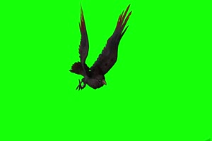 一只飞舞的乌鸦 特效牛 绿幕素材 抠像视频 后期手机特效图片