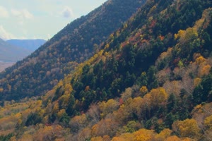 秋风落叶落木秋景唯美森林秋季视频素材006手机特效图片