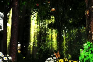 唯美森林 梦幻森林 仙境 背景视频下载11手机特效图片