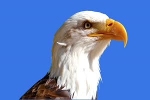 老鹰 Eagle 4k Eagle  绿幕素材 绿幕视频下载手机特效图片