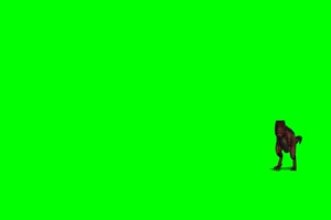 霸王龙 恐龙 绿屏抠像素材 5 免费下载手机特效图片