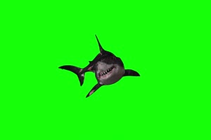 鲨鱼22 动物绿屏 绿幕视频 抠像素材下载手机特效图片