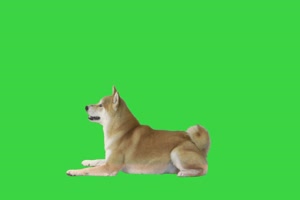 4K 柴犬10 狗狗绿幕视频 绿幕素材免费下载手机特效图片