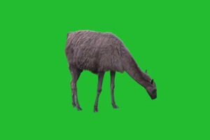 真实 羊 山羊 羊驼 吃草 绿屏抠像素材 绿幕素材手机特效图片