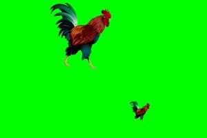 公鸡跑绿屏抠像 特效素材 特效牛手机特效图片
