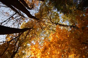 秋风落叶落木秋景唯美森林秋季视频素材001手机特效图片