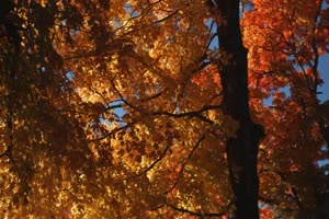 秋风落叶落木秋景唯美森林秋季视频素材032手机特效图片