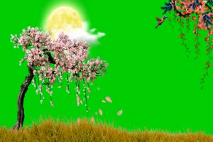 落叶 花儿 唯美风景 绿幕抠像视频素材手机特效图片