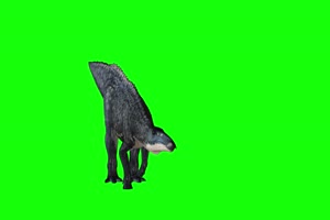 4K 刺猬恐龙前面 绿幕视频素材 绿布视频 视频下手机特效图片
