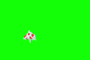 真实锦鲤鱼 真实绿幕鱼视频素材 绿幕素材免费下手机特效图片