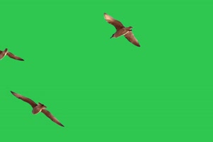 4K 鸟 飞鸟绿幕视频 真实鸟