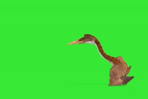 长颈鹅蝙蝠 绿幕视频素材