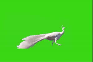 白孔雀绿幕视频素材 动物绿幕 剪映特效素材 特手机特效图片