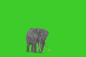 愤怒的大象 绿屏动物 特效视频 抠像视频 巧影手机特效图片