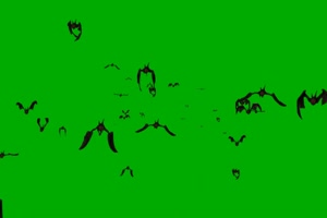 飞来的蝙蝠 绿幕素材 抠像视频免费下载手机特效图片