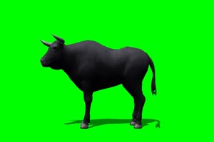 公牛 黑牛 1 绿屏抠像 特效素材 免费下载手机特效图片