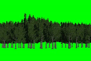 树林 免费绿幕视频 绿屏抠像视频素材下载手机特效图片