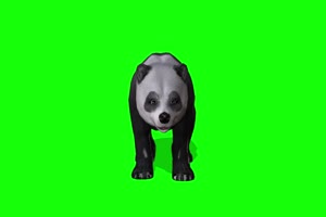 免费熊猫正面 特效牛 绿幕素材 抠像视频 后期特手机特效图片