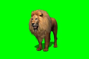 狮子走动绿屏抠像视频素材免费下载手机特效图片