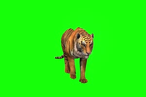 老虎22 动物绿屏 绿幕视频 抠像素材下载手机特效图片