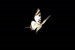蝴蝶 带Alpha透明通道 抠像视频 PR AE专业级特效视手机特效图片