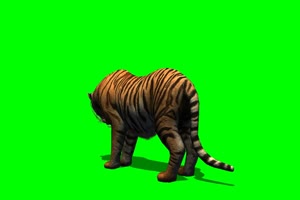 老虎 走路 奔跑 2 动物 绿