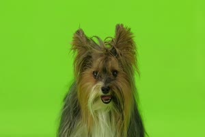 约克夏犬 狗狗绿幕视频素材11免费下载手机特效图片