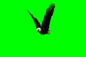 老鹰 雕 3 绿幕绿屏 特效素材手机特效图片