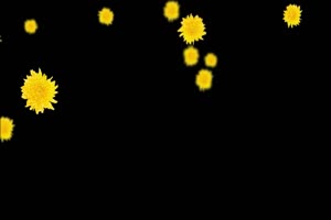 飘落的黄菊花 树叶花 黑幕背景抠像视频 广场舞手机特效图片