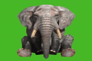 大象坐着 1 绿屏抠像素材