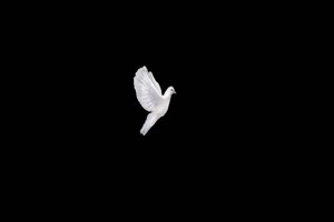免费 一只白鸽 鸽子 抠像视频 剪映特效素材 黑幕手机特效图片