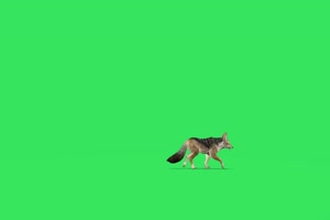 狼 绿幕视频 绿幕素材 抠像视频 特效素材手机特效图片