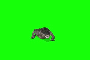 爬行的鳄鱼1 动物绿屏 绿幕视频 抠像素材下载手机特效图片