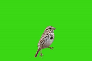 绿幕鸟儿绿幕 鸟类绿幕视频素材46 绿布视频 抠像手机特效图片