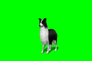 牧羊犬 狗 1绿屏素材 绿幕抠像素材手机特效图片