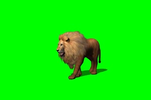 狮子走路绿屏素材 绿幕抠像素材手机特效图片