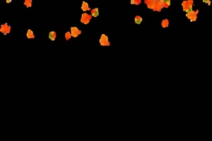 飘散 飘落的枫叶 树叶花 黑幕背景抠像视频 广场手机特效图片
